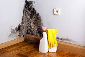 Best Commercial Mold Inspection  in Fall River, WI